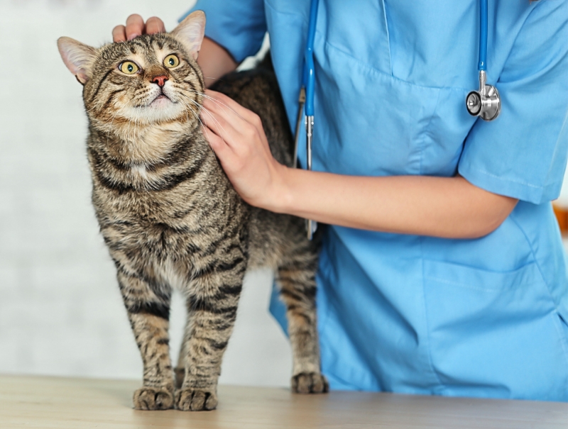 Veterinary Jobs in Berkeley